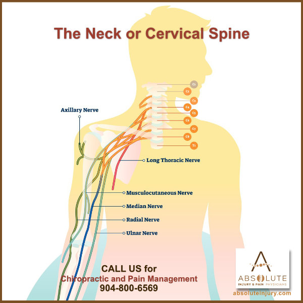 Spinal Anatomy Nerve Pain Neck Cervical Spine