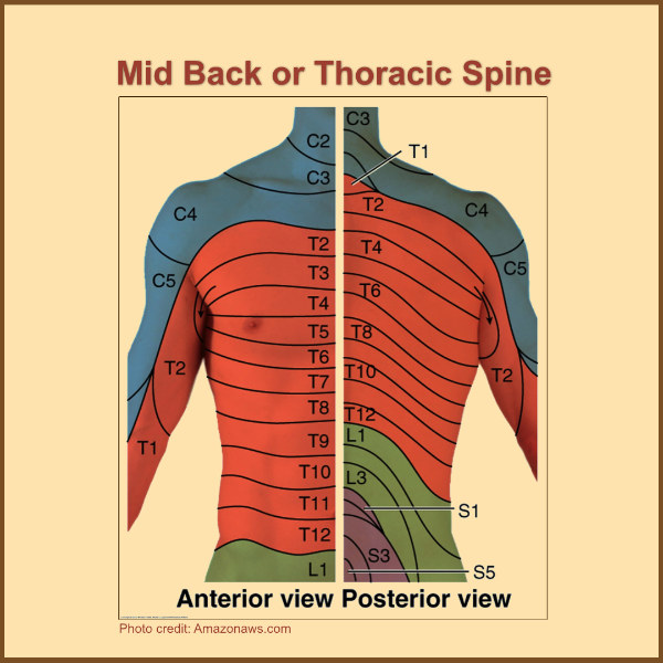 spinal anatomy nerve pain thoracic - Absolute Injury & Pain Physicians