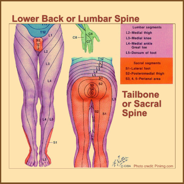 spinal anatomy nerve pain lumbar sacral spine