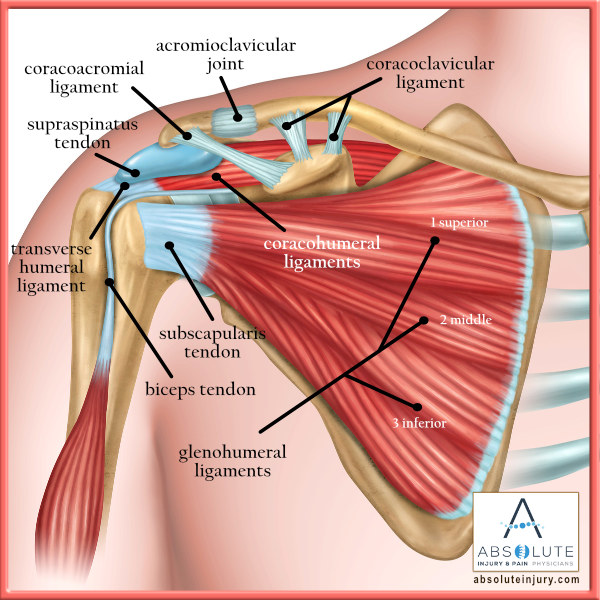 Shoulder Ligament Anatomy Diagram : Shoulder joint ligaments... Note ...