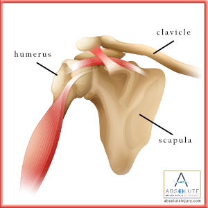 Shoulder Anatomy Explained - Absolute Injury and Pain Physicians
