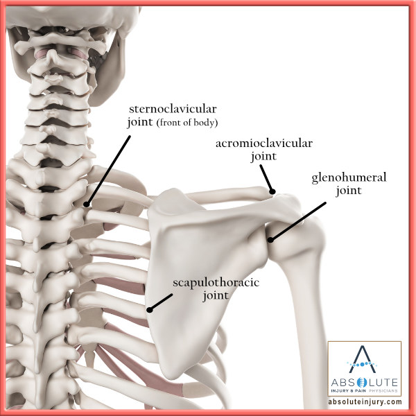 Shoulder Anatomy Shoulder Joints