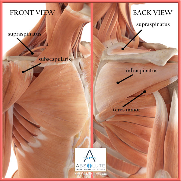 Shoulder Anatomy Muscles