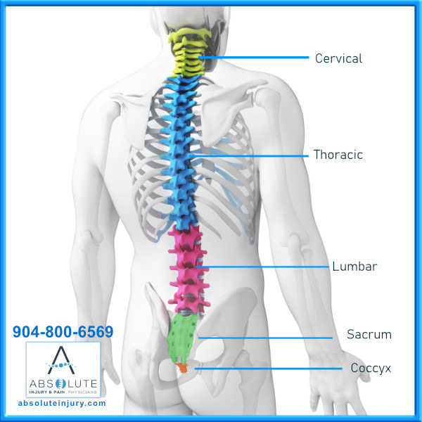 Spine Anatomy 5 regions